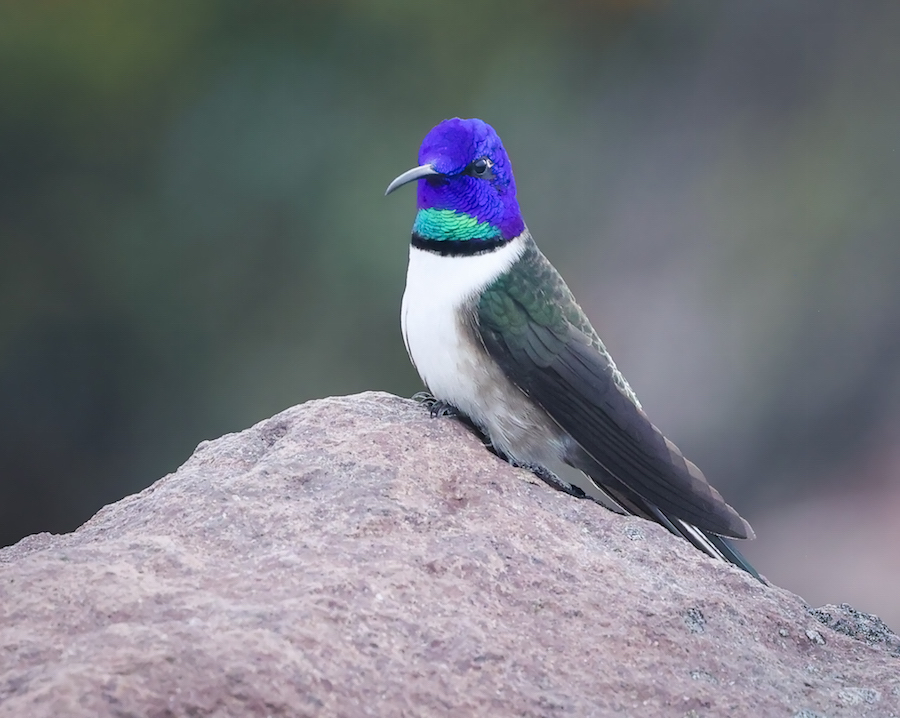 Ecuadorian Hillstar