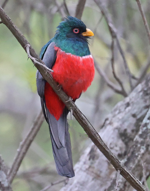 Ecuadorian Trogon