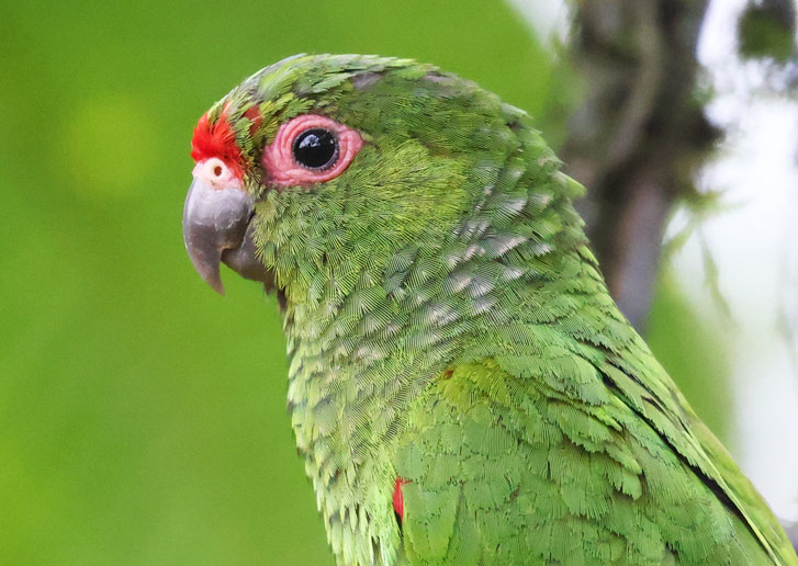 El Oro Parakeet