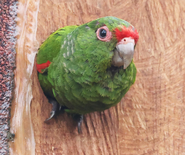 El Oro Parakeet
