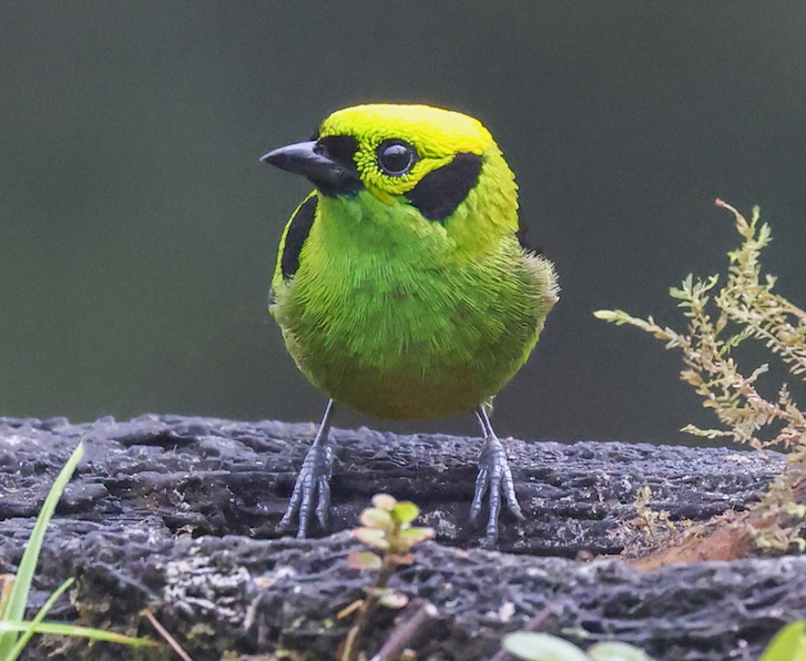 Emerald Tanager