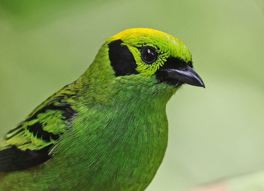 Emerald Tanager