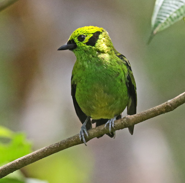 Emerald Tanager
