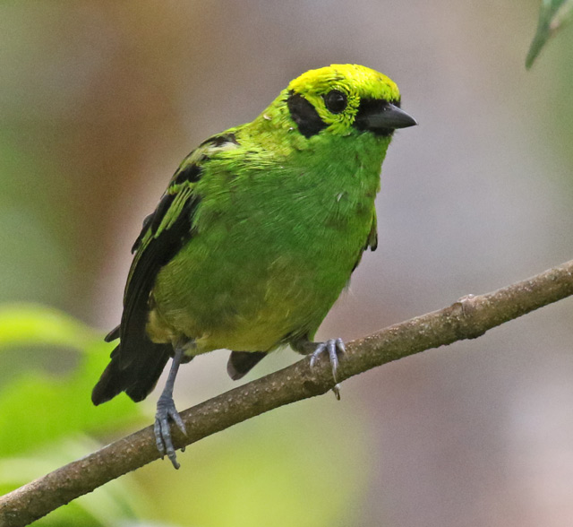 Emerald Tanager