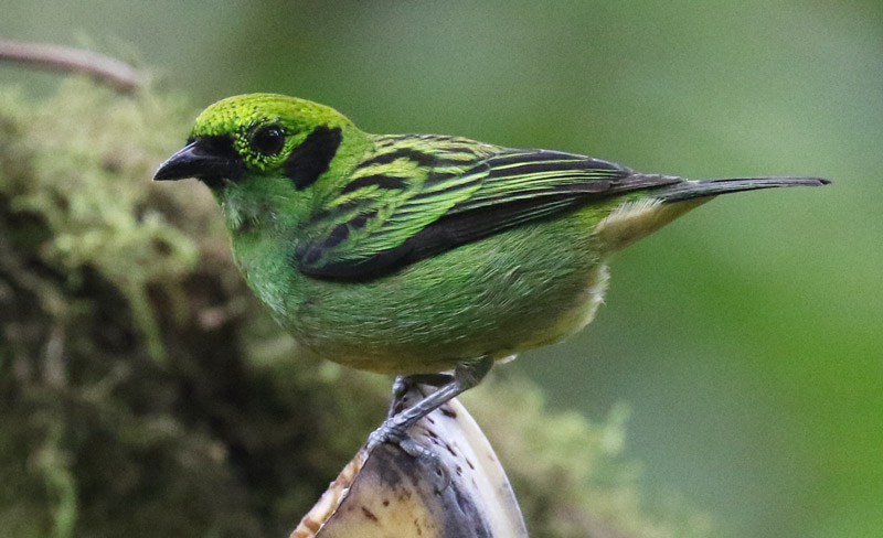 Emerald Tanager