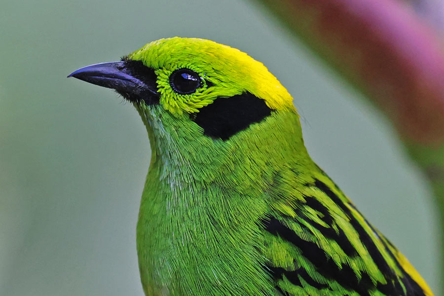 Emerald Tanager