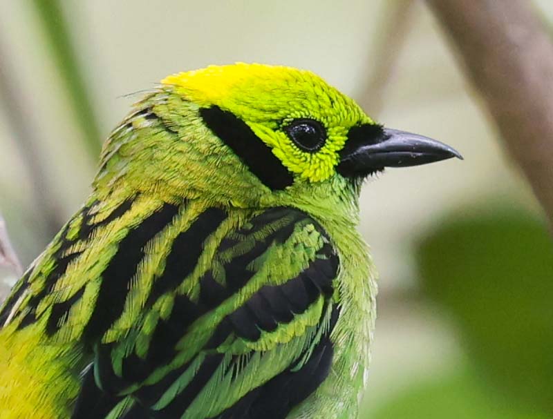 Emerald Tanager