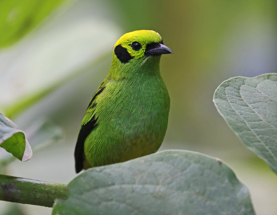 Emerald Tanager