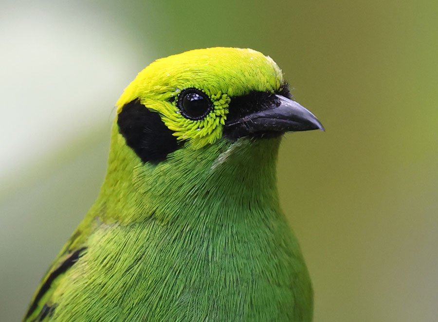 Emerald Tanager