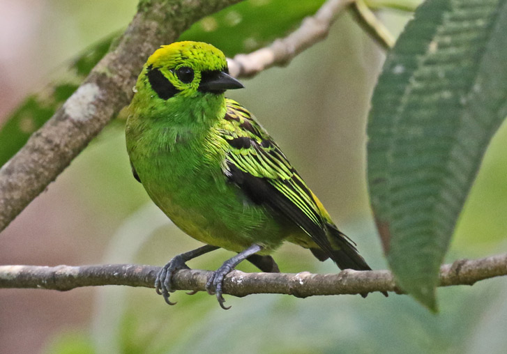 Emerald Tanager