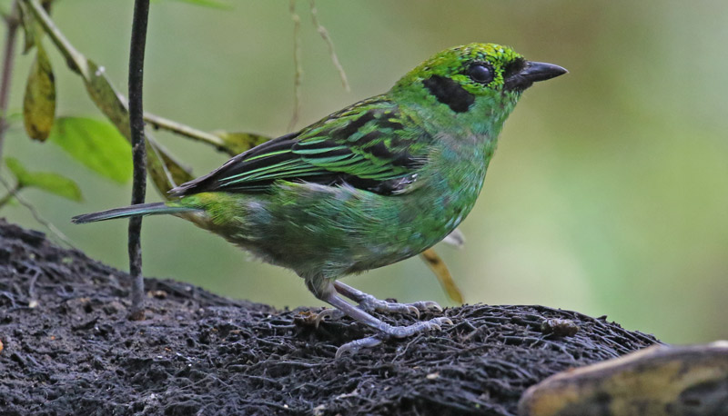 Emerald Tanager