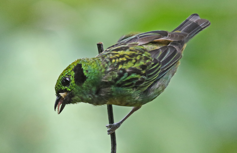 Emerald Tanager