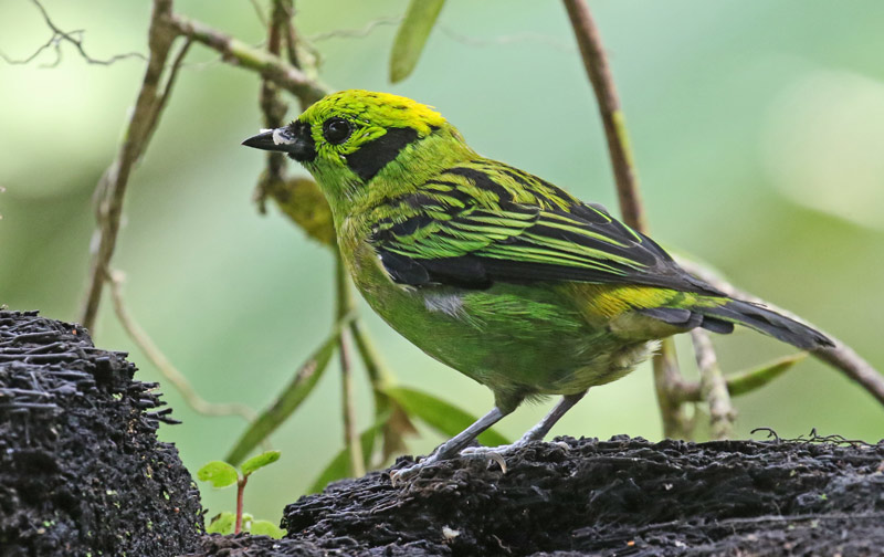 Emerald Tanager