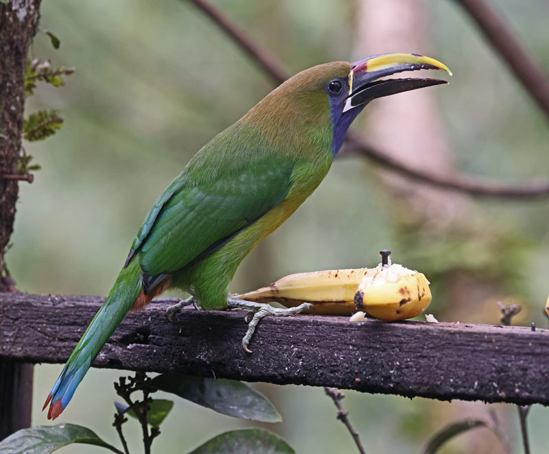 Emerald Toucanet
