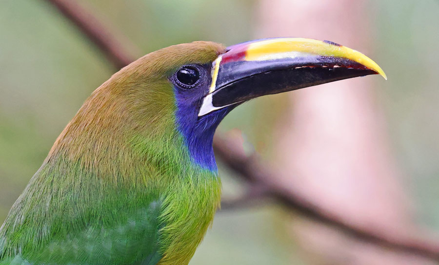 Emerald Toucanet