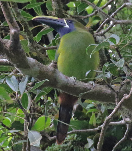 Emerald Toucanet