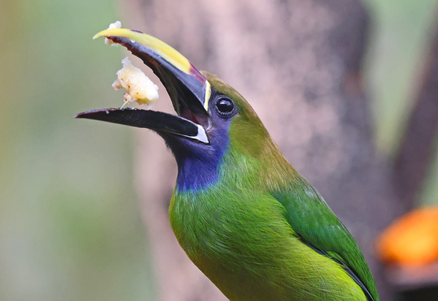 Emerald Toucanet