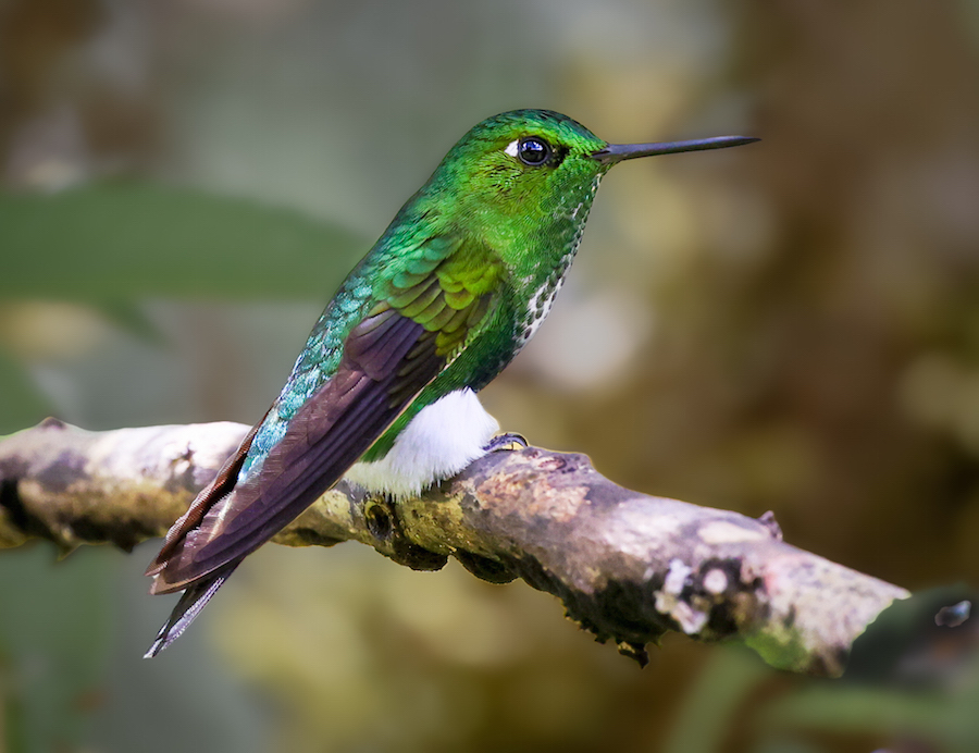 Emerald-bellied Puffleg