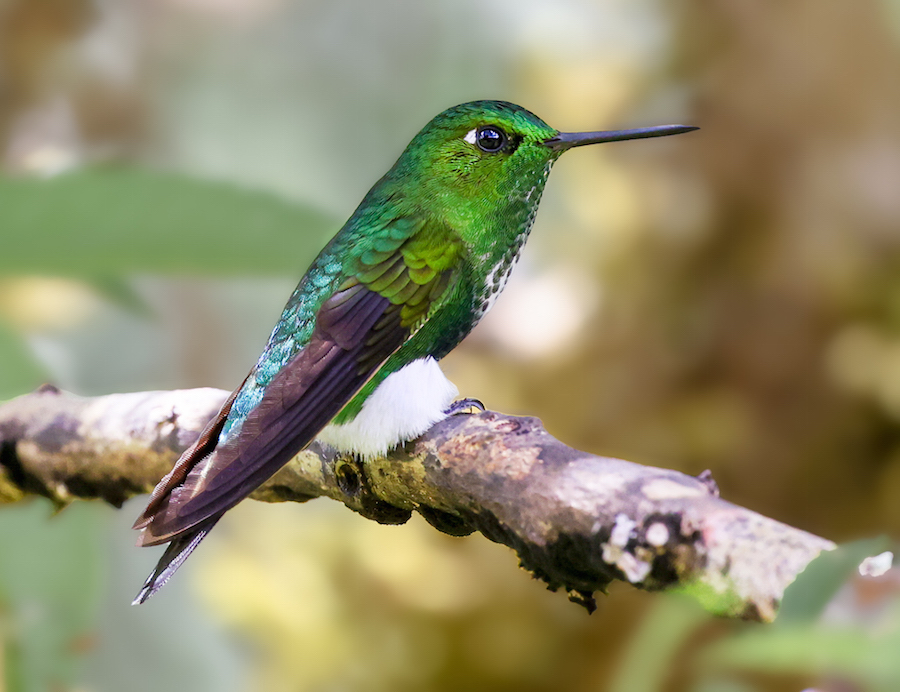 Emerald-bellied Puffleg
