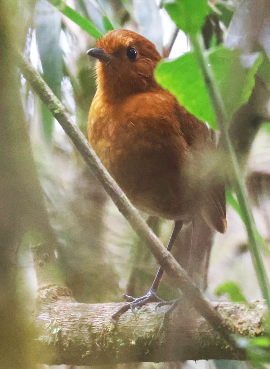 Equitorial Antpitta