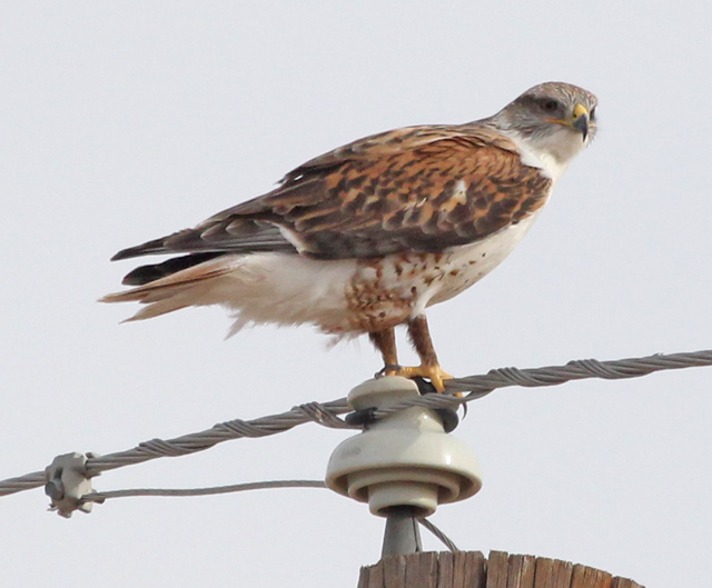 Ferruginous Hawk