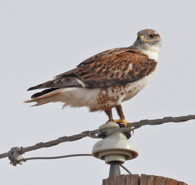 Ferruginous Hawk