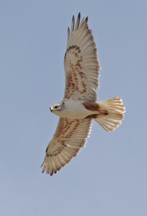 Ferruginous Hawk photo #1