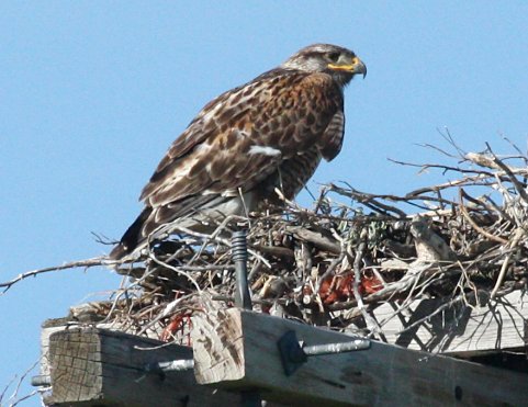Ferruginous Hawk photo #2