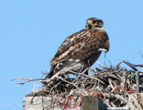 Ferruginous Hawk photo #1
