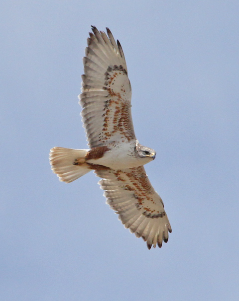 Ferruginous Hawk photo #2