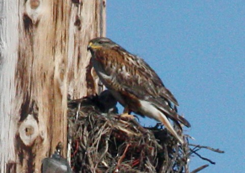 Ferruginous Hawk photo #3