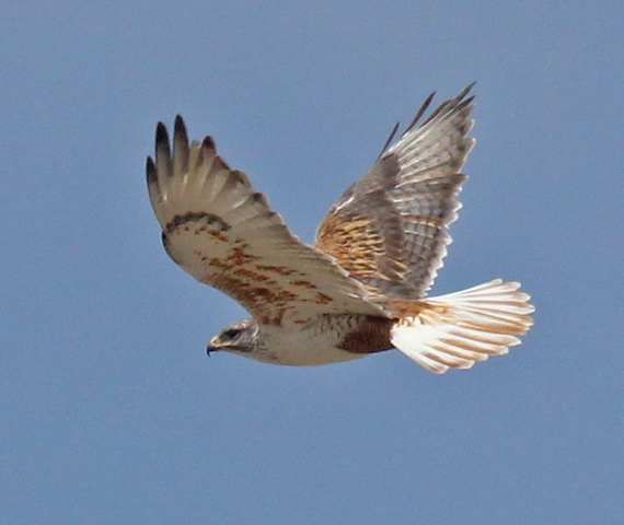 Ferruginous Hawk photo #3