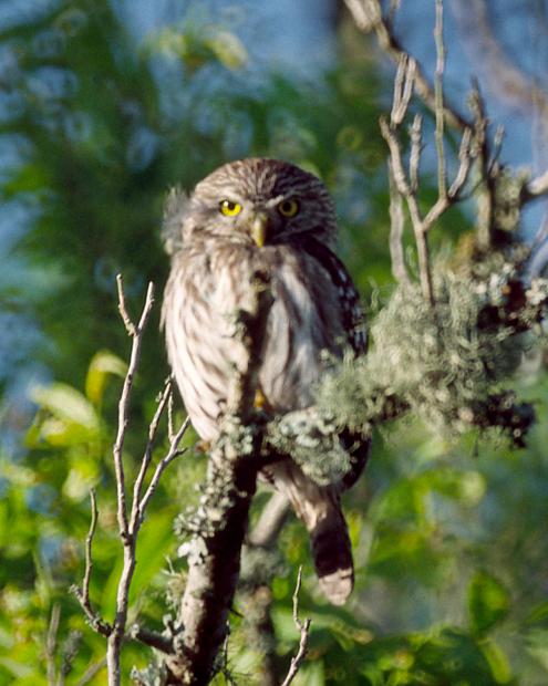 Ferruginous Pygmy-Owl