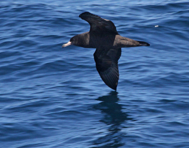 Flesh-footed Shearwater