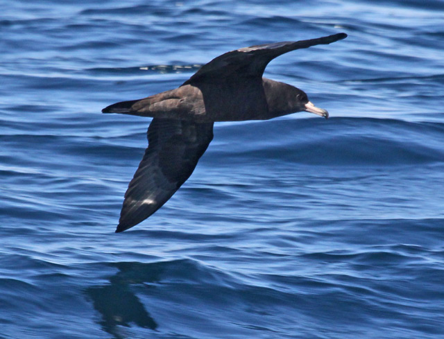 Flesh-footed Shearwater