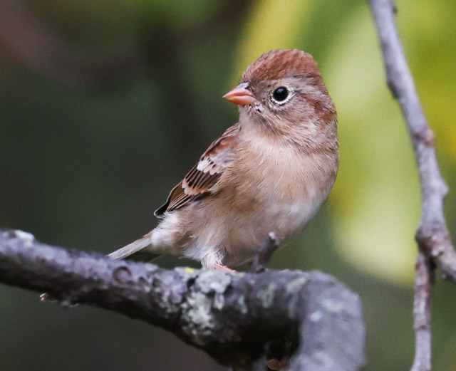Field Sparrow