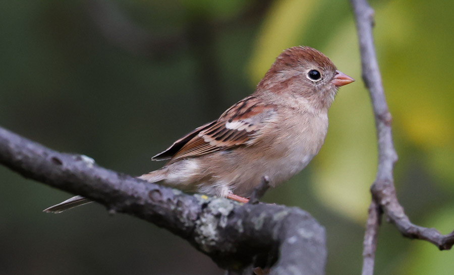 Field Sparrow