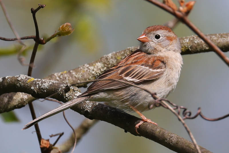Field Sparrow