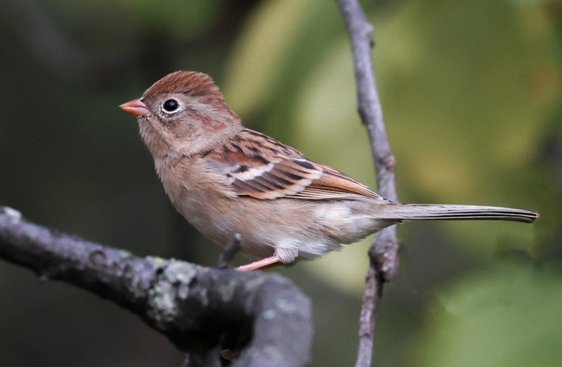Field Sparrow