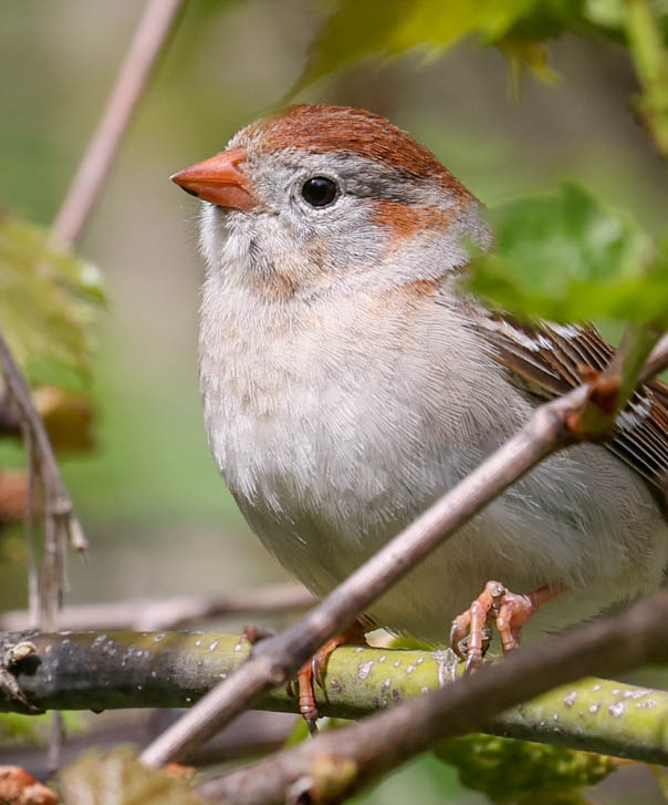 Field Sparrow