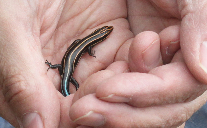 Five-lined Skink