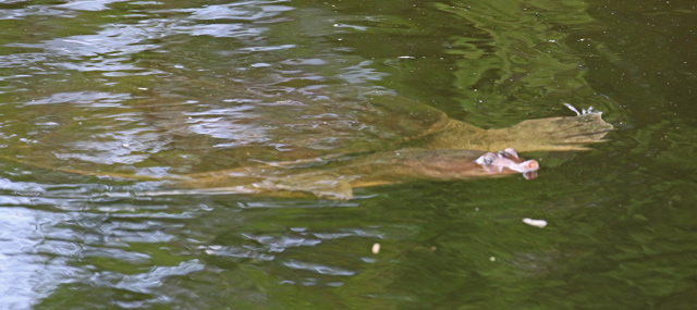 Florida Softshell Turtle