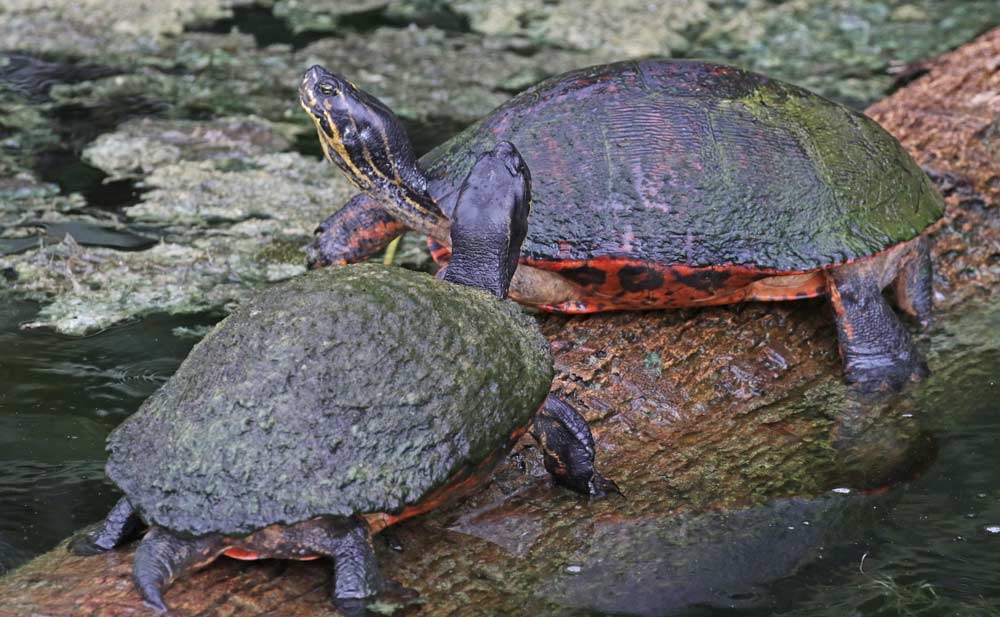 Florida Red-bellied Cooter