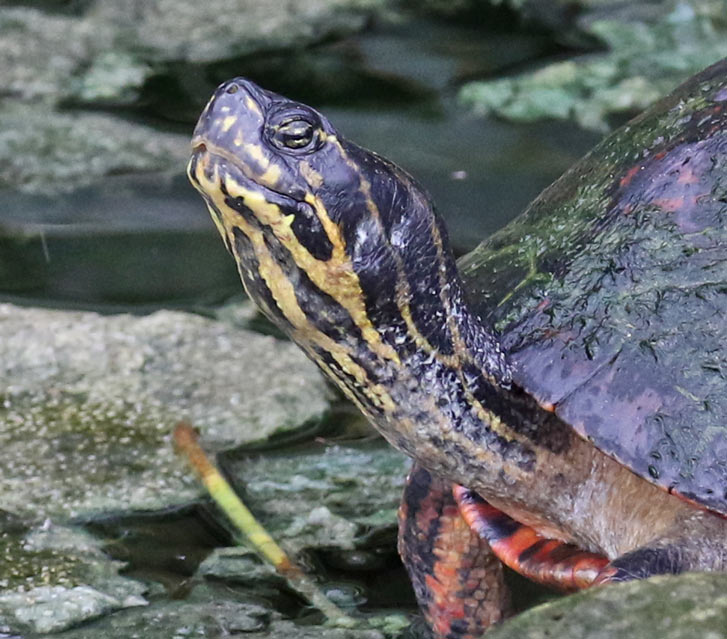 Florida Red-bellied Cooter