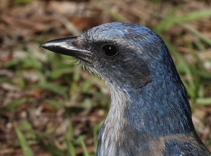 Florida Scrub-jay