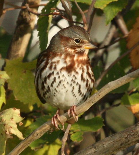 Fox Sparrow