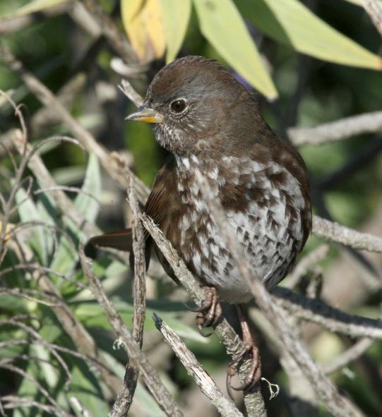 Fox Sparrow (