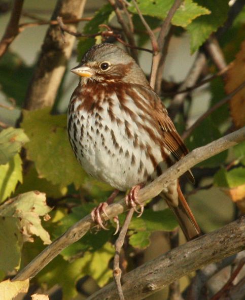 Fox Sparrow