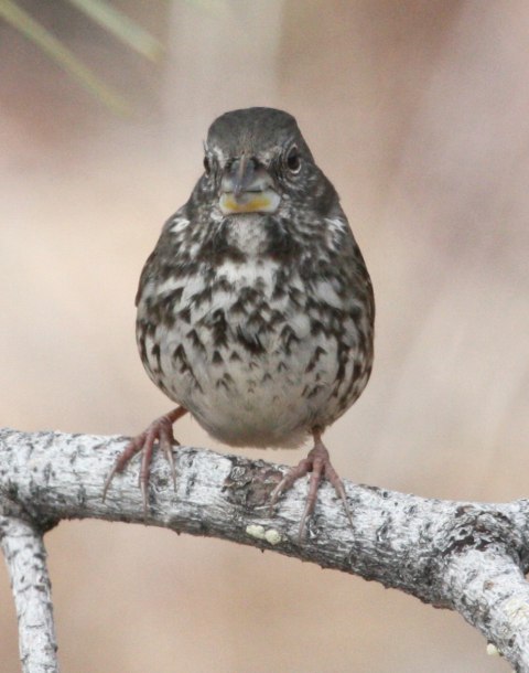 Fox Sparrow (