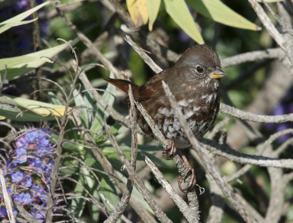 Fox Sparrow (